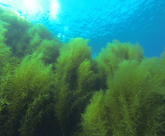 Facts about Devil Weed (Sargassum horneri)